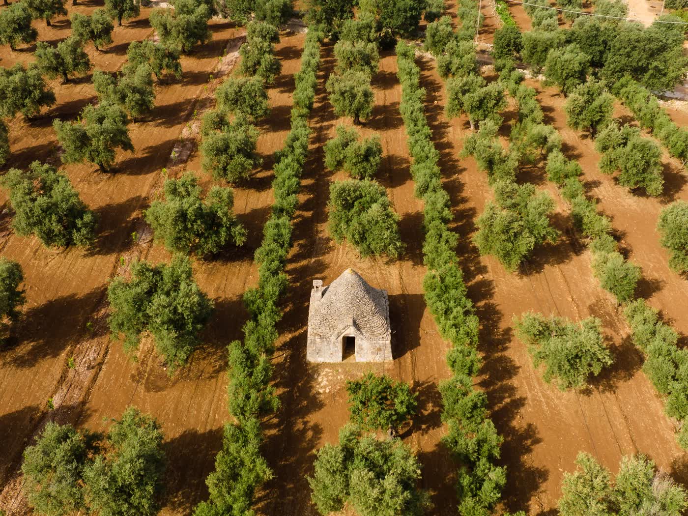 An olive grove seen from above, ordered rows of trees on red earth around one small stone hut