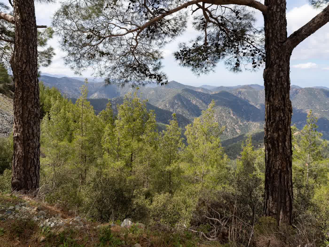 A view out through two Troodos pines across a green mountain valley to the ridges beyond